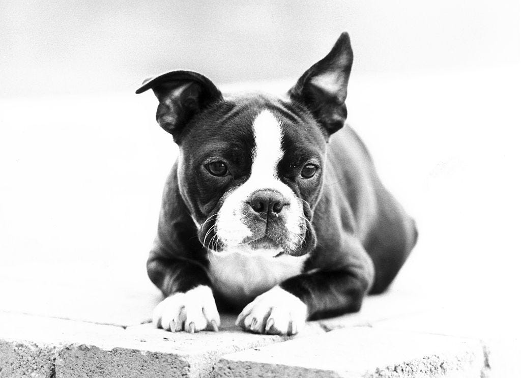 razas perro solos en casa boston terrier