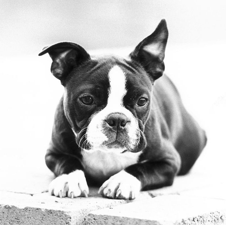 dogs that can be left alone boston terrier