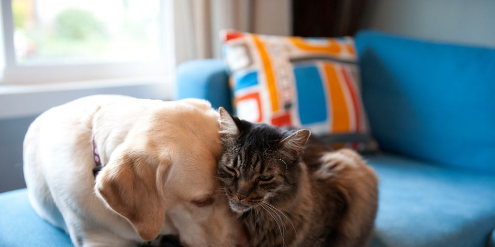 Dog blueprint outlet pillow