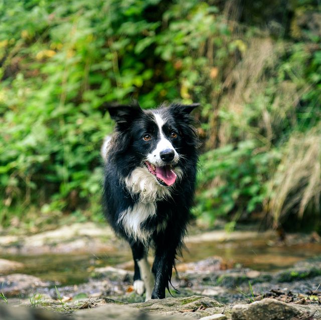 the national trust's top 45 dog friendly days out in the uk