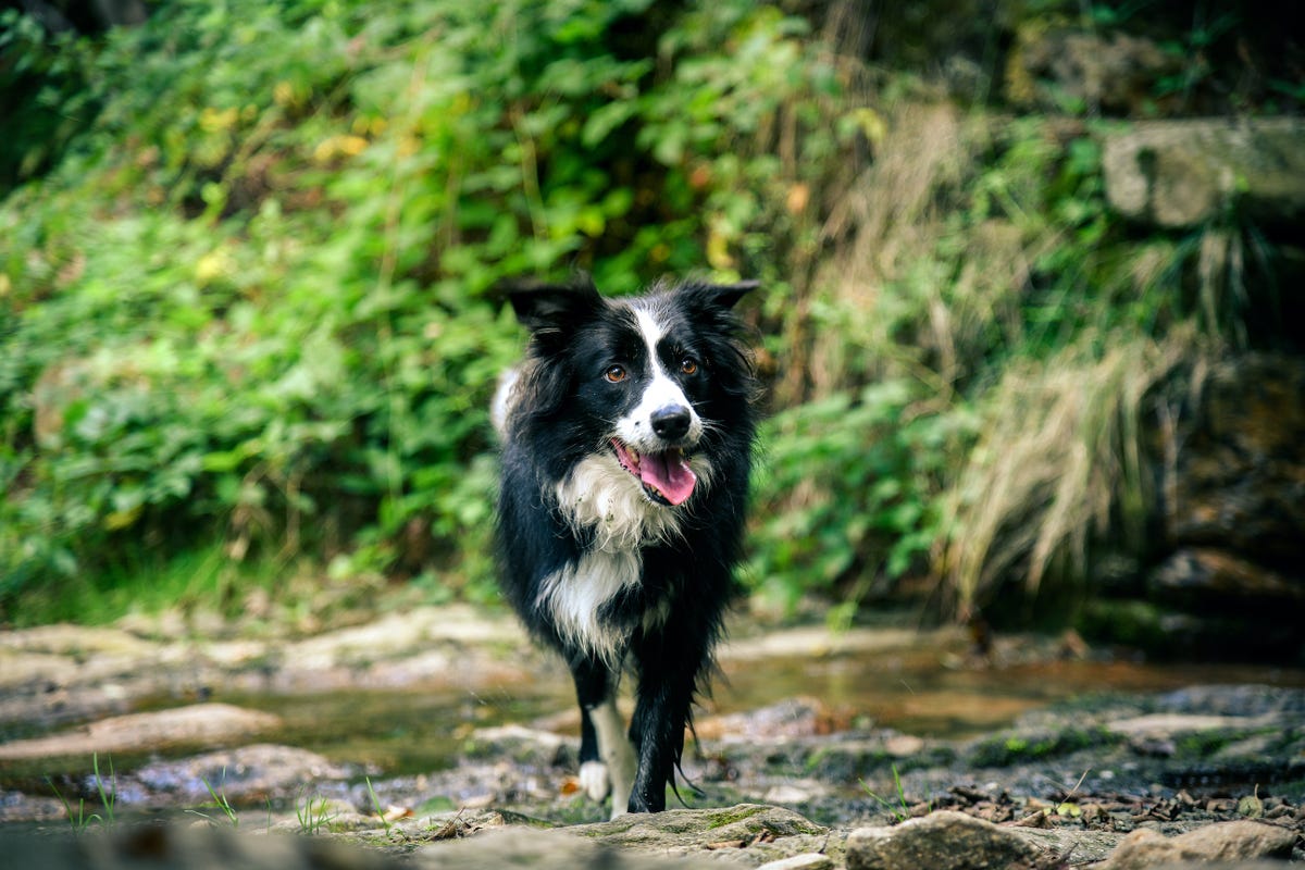 the-national-trust-s-top-45-dog-friendly-days-out-in-the-uk