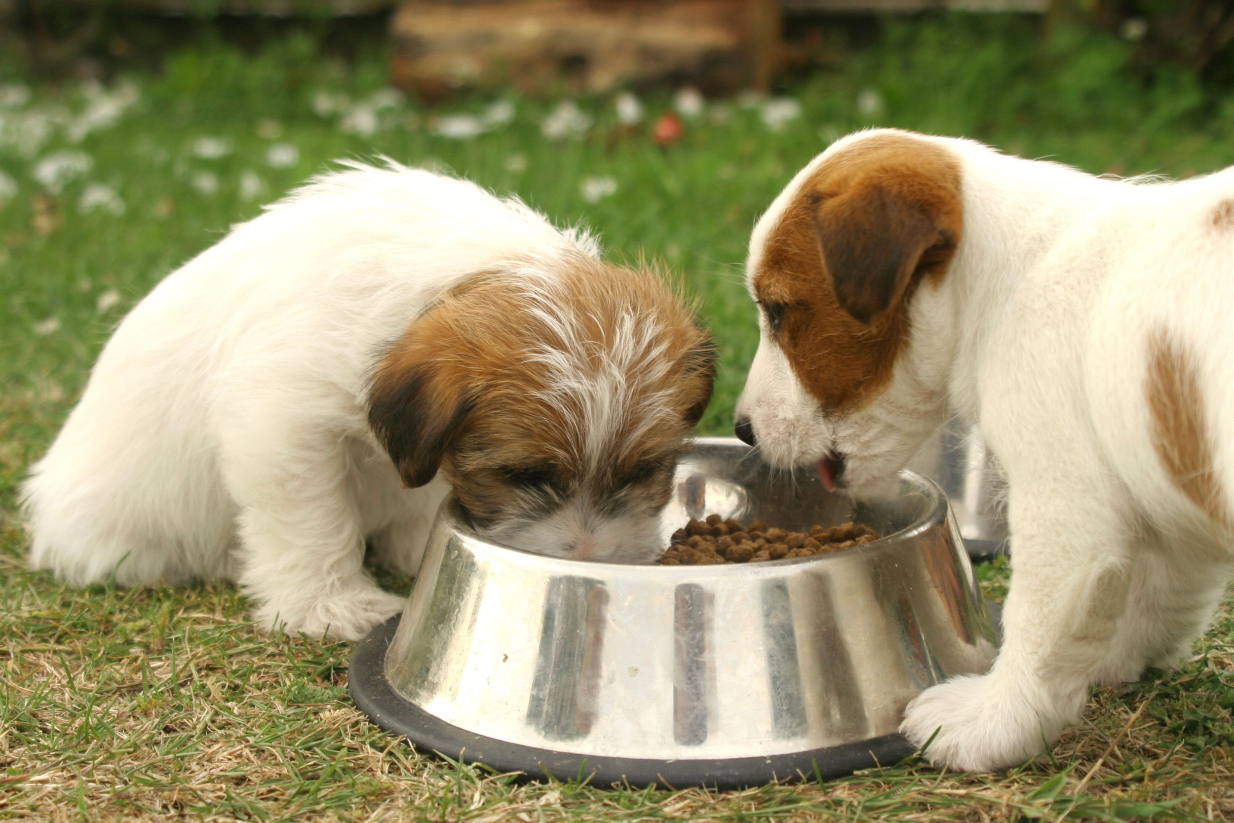 what brands of dog food are being recalled