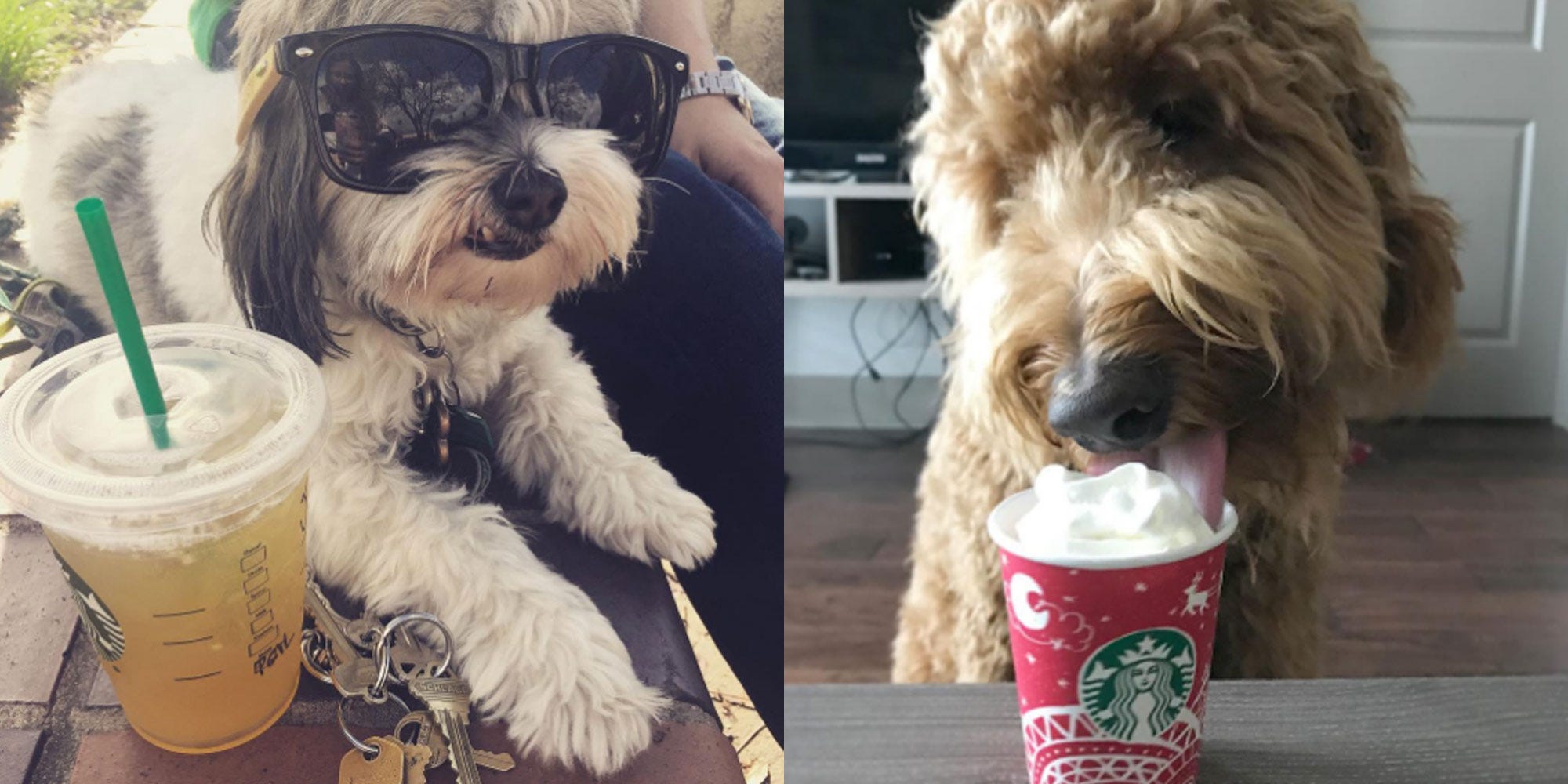 does starbucks have a drink for dogs