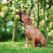 can dogs eat apples