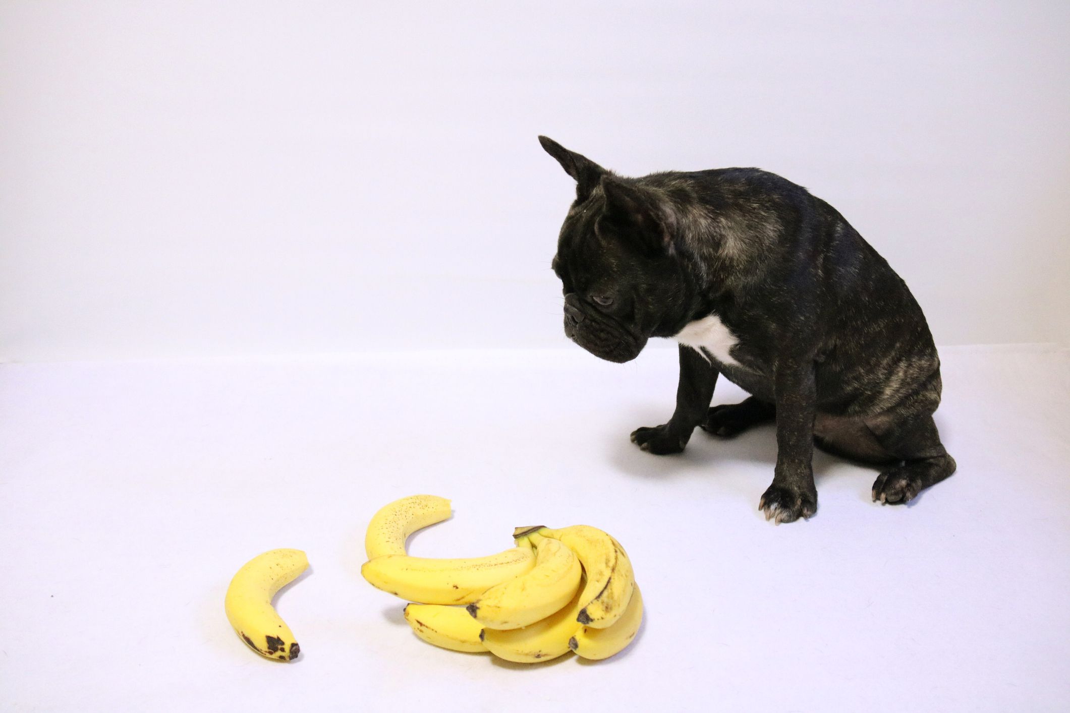 Feeding dogs outlet bananas