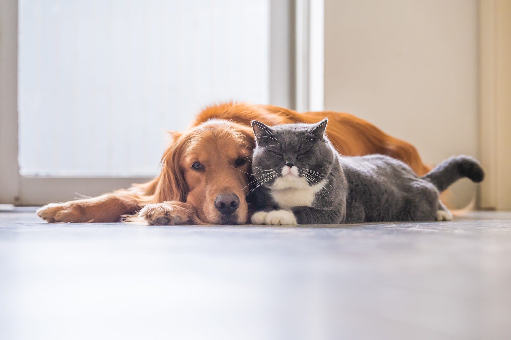 are beagles good with cats