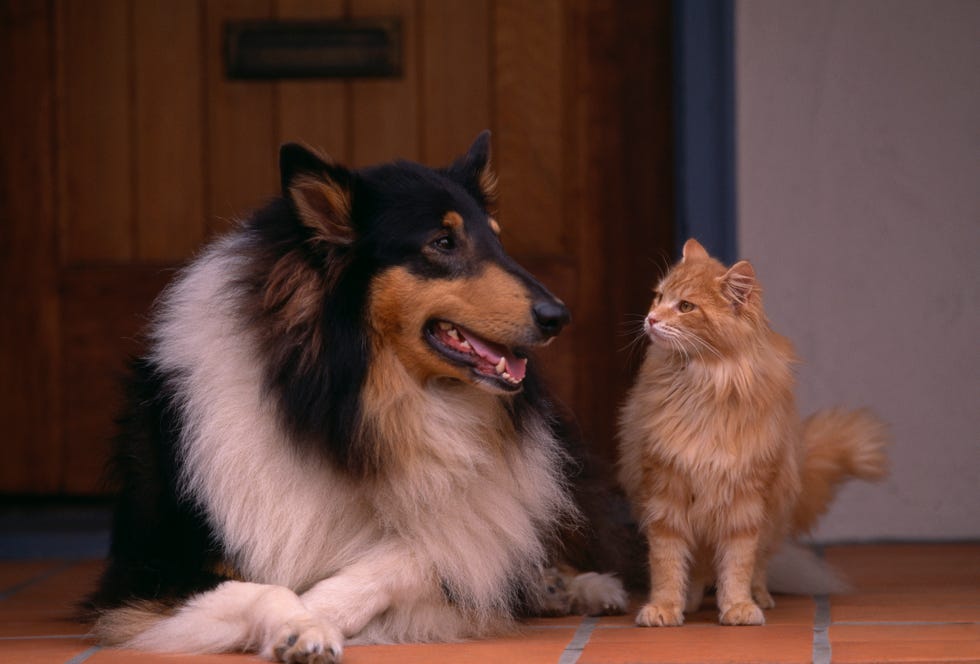 13 Dogs That Are Good With Cats