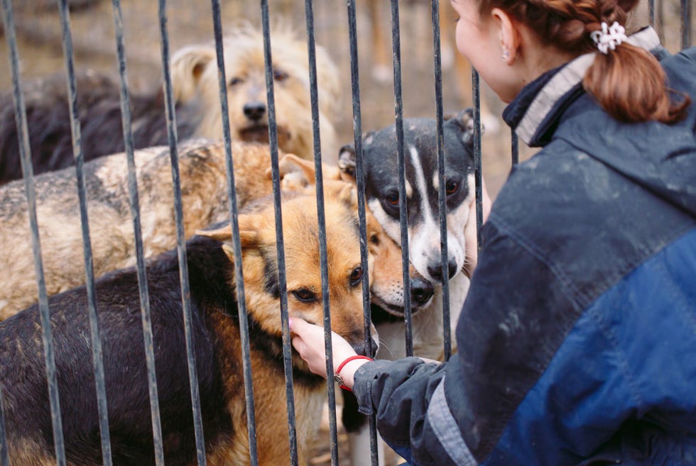 Call for people to sign petition to make it easier to adopt rescue dogs ...