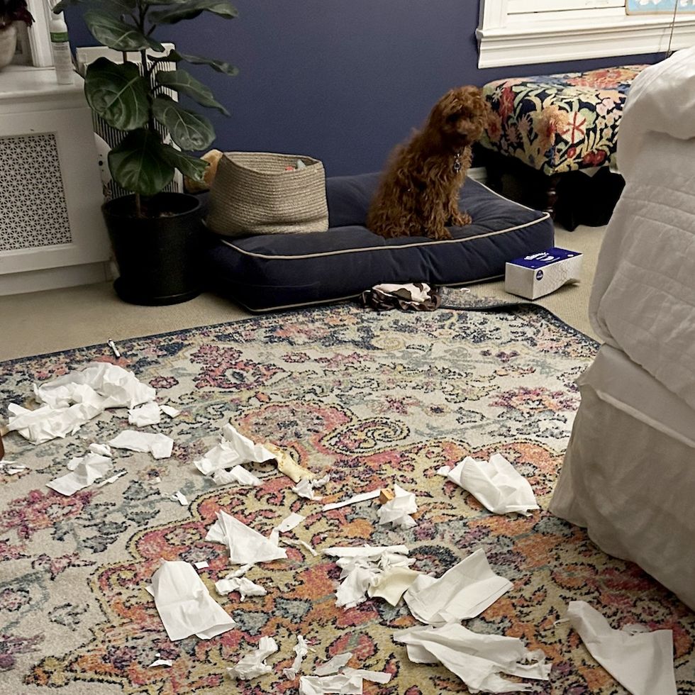 a room full of paper, thanks to a new puppy who needs to chew