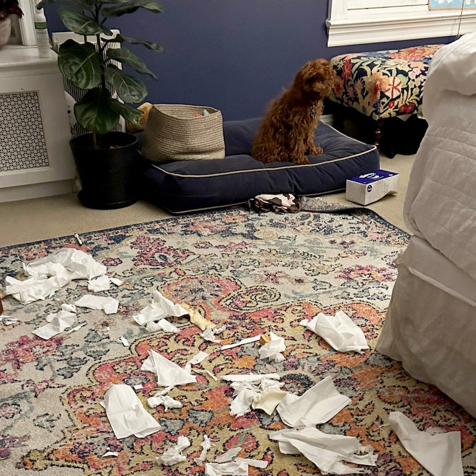 a new puppy needs to chew, so you need some indestructible dog toys a room full of paper, thanks to a new puppy who needs to chew