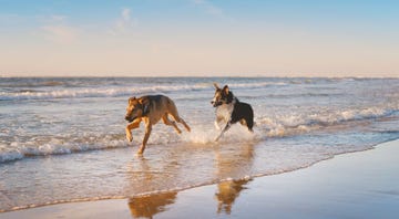 california against the sea, rosanna xia, dogs on a beach, nina schuyler