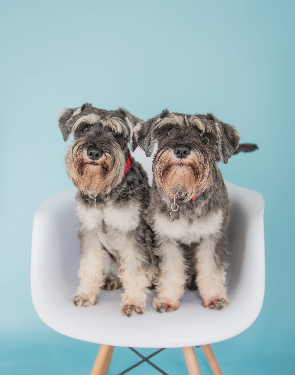 dogs on blue