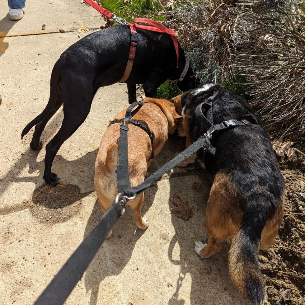 three dogs on dog harnesses looking into a hole in a yard, part of a good housekeeping story on the best dog harnesses