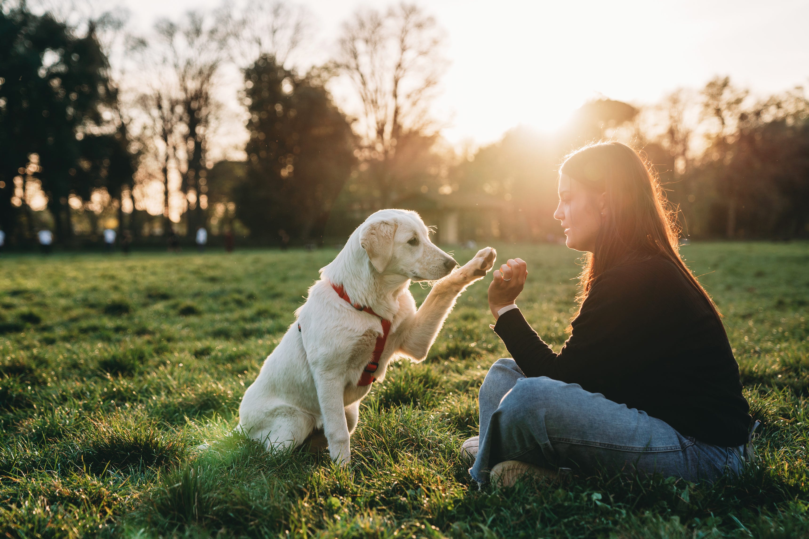 can dogs recognize voice over phone