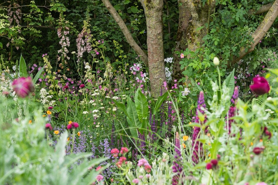 dogs steal the show at the rhs chelsea flower show 2025