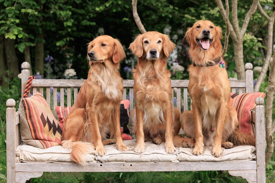 three golden retrievers sitting on a bench