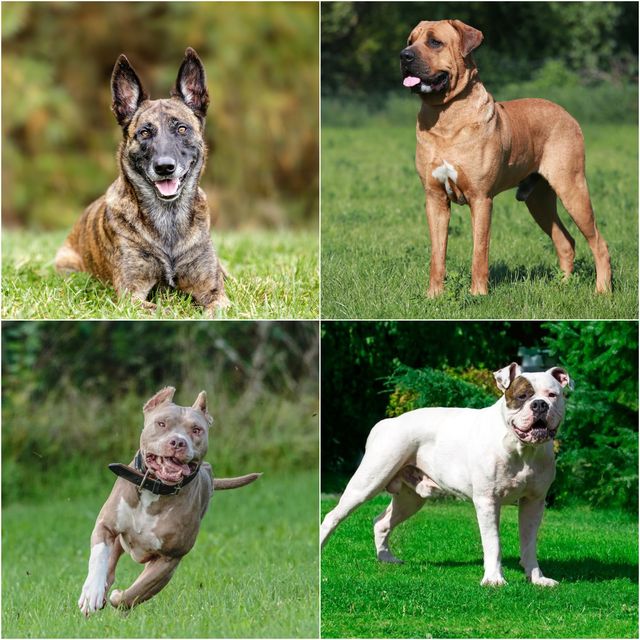 dog breeds with the strongest bite force