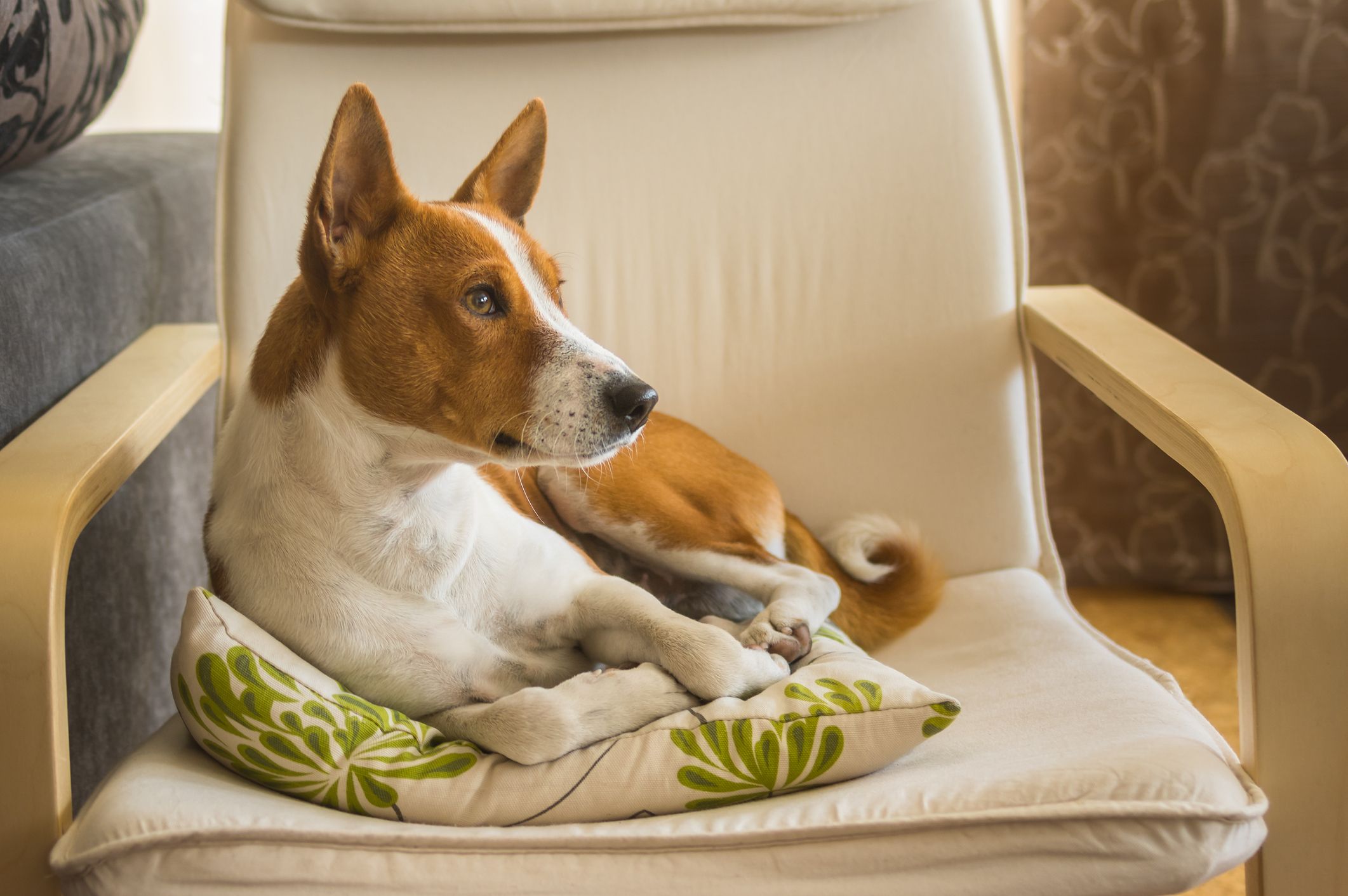 Like Cats and Dogs? Teach Your Dog and Cat to Live in Harmony – American  Kennel Club