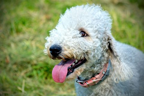 dogs that don't shed beddlington terrier