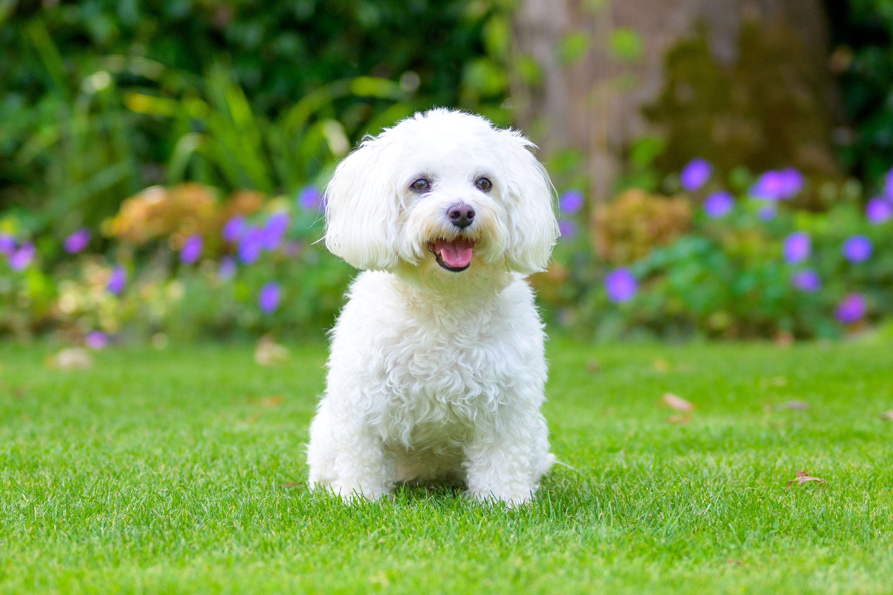 24 Great Family Dogs That Don t Shed Very Much