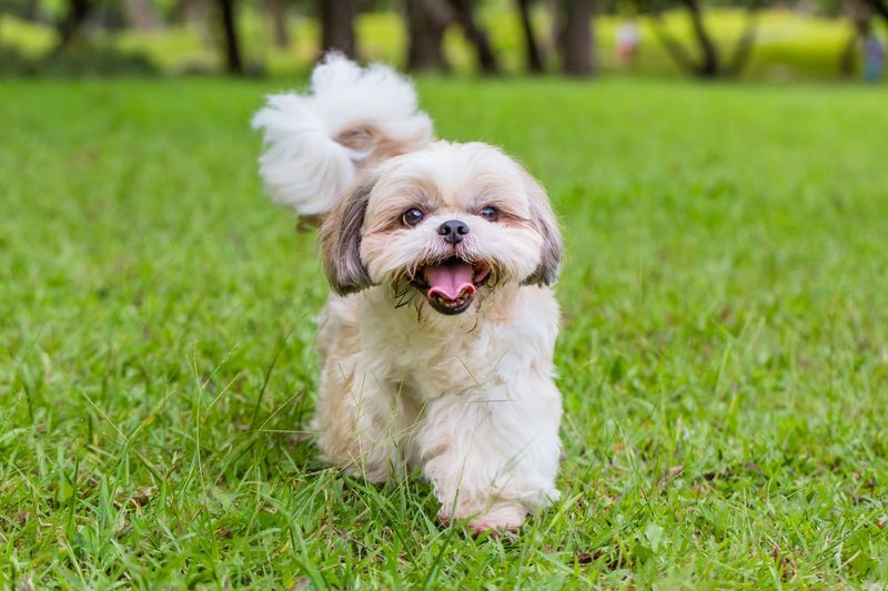 Dogs That Don T Shed Shih Tzu 1644425972 