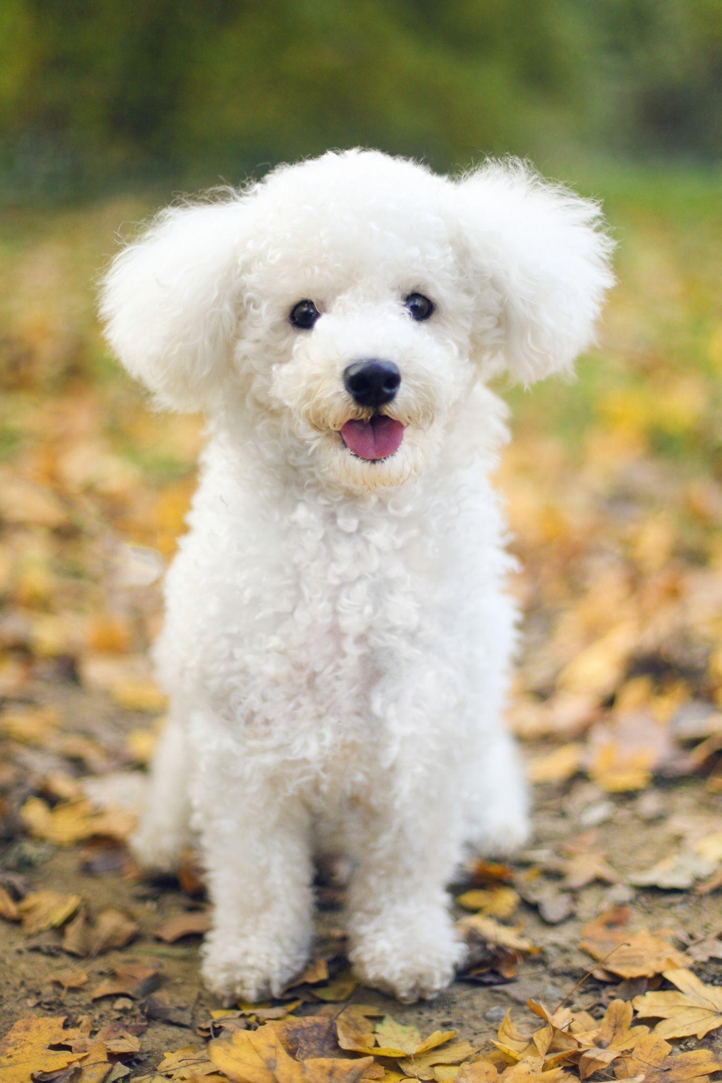 25 Dogs That Don\'t Shed - Best Hypoallergenic Dog Breeds