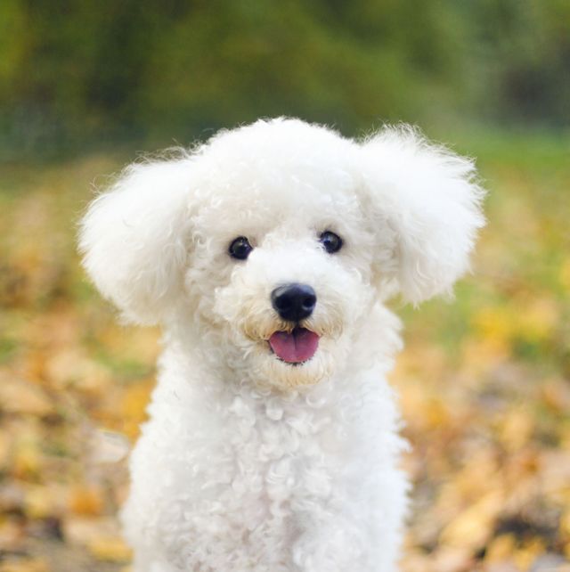 25 Dogs That Don\'t Shed - Best Hypoallergenic Dog Breeds