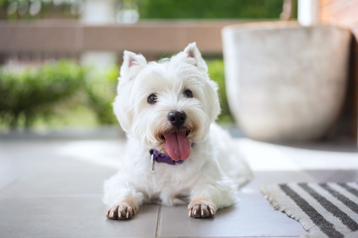 25 Best Hypoallergenic Dogs That Don t Shed