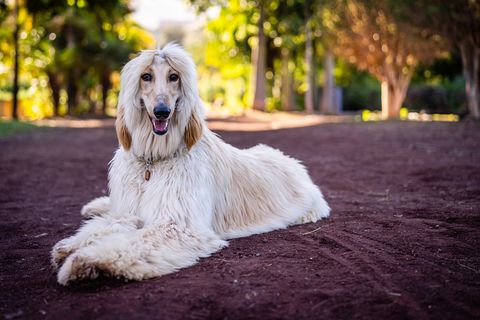 dogs that dont shed afghan hound