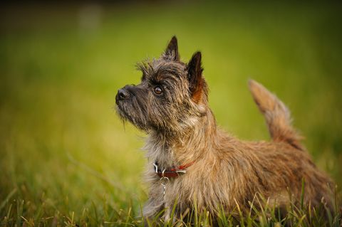 dogs that dont shed cairn terrier