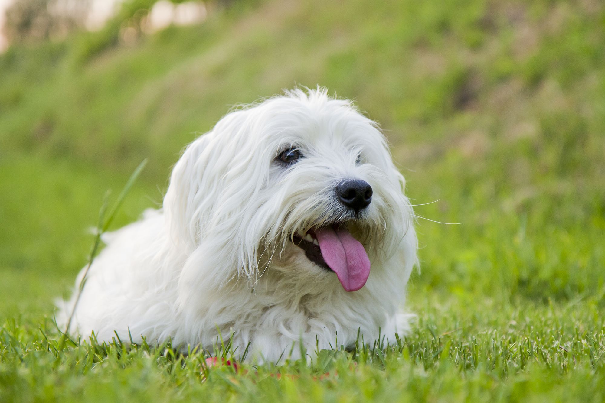 33 Best Hypoallergenic Dogs for Allergy Sufferers - Top Dog Breeds ...