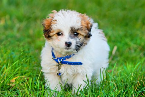 dogs that don't shed   havanese