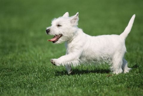 dogs that don't shed highland terrier