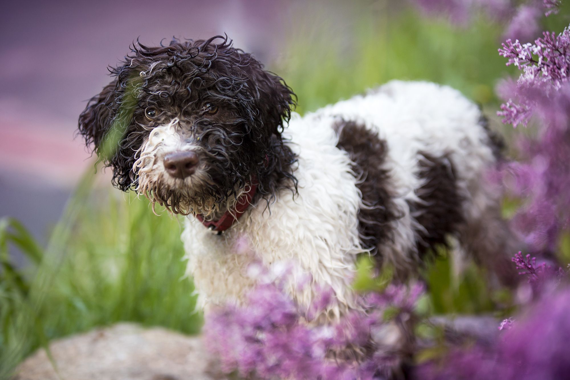 Black and white hypoallergenic hot sale dogs