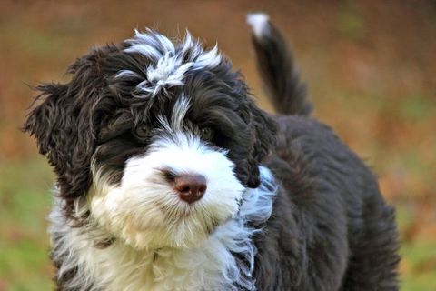 dogs that dont shed portuguese water dog