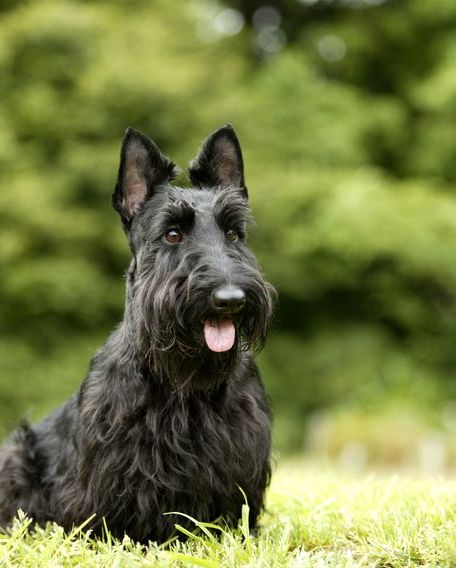 dogs that don't shed scottish terrier