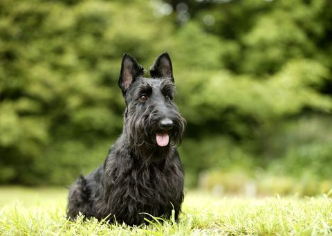 dogs that don't shed scottish terrier