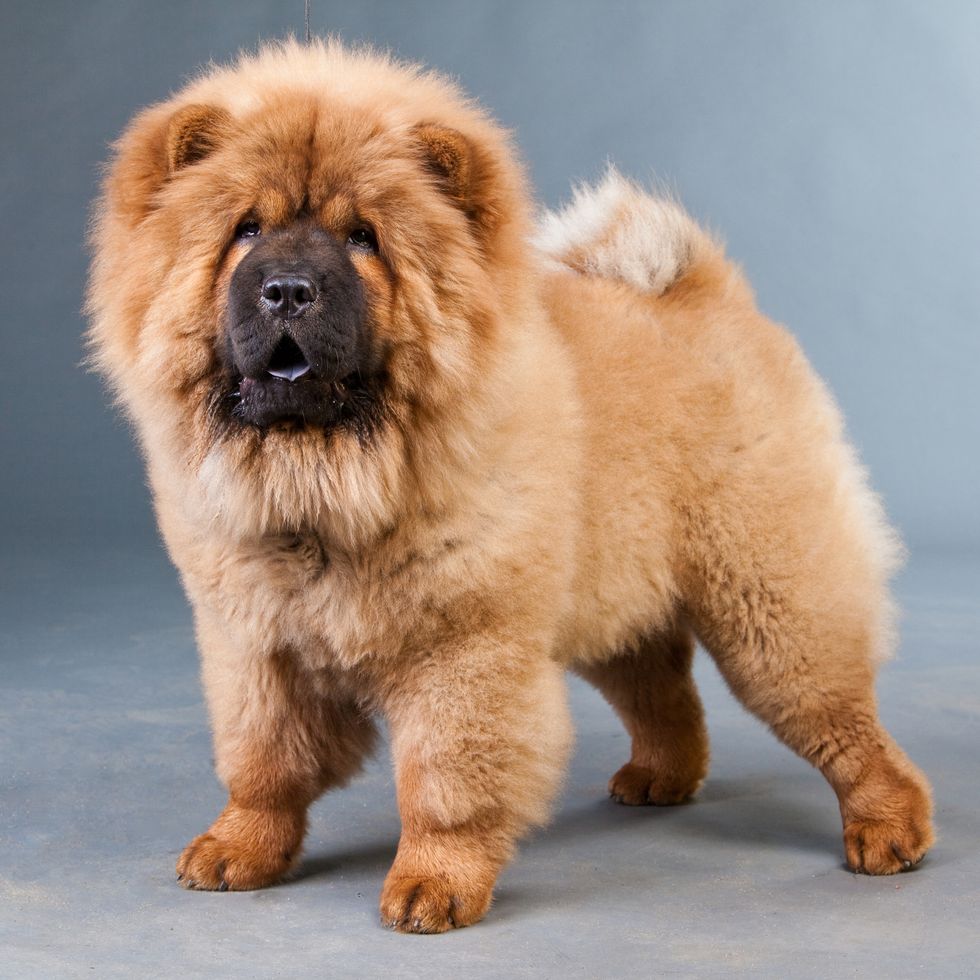 8 Dogs That Look Like Bears: Chow Chow, Samoyed, and More