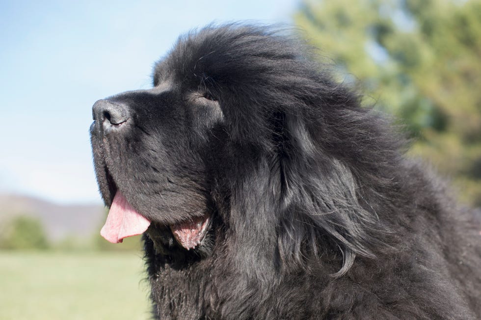 8 Dogs That Look Like Bears: Chow Chow, Samoyed, and More