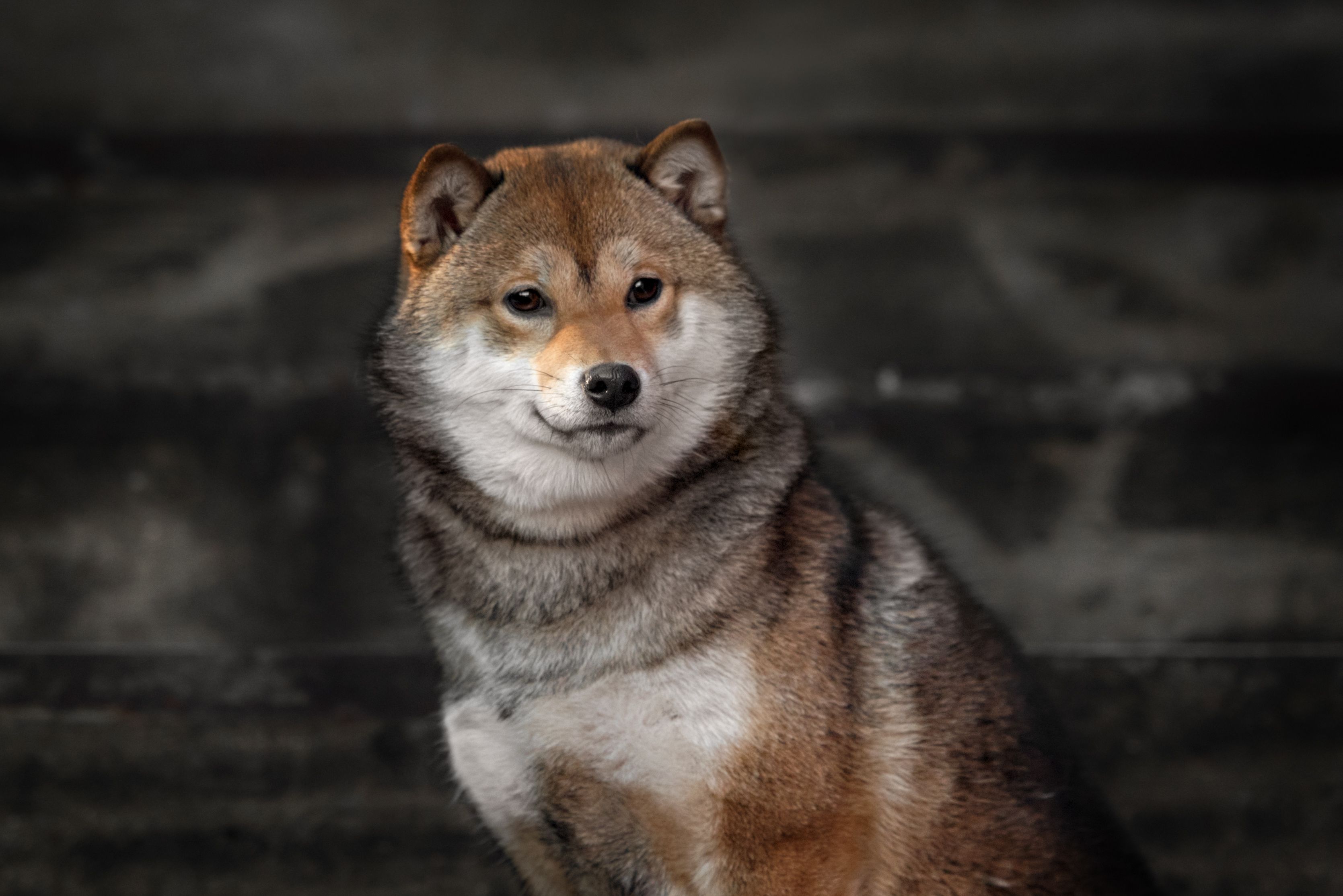 13 Dogs that Look Like Foxes Shiba Inu, Akita Inu, Pembroke Welsh Corgi, and More photo image