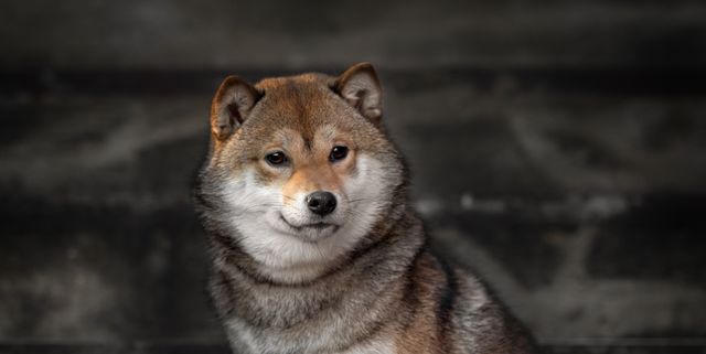 overgive Salg Fremmedgøre 13 Dogs that Look Like Foxes: Shiba Inu, Akita Inu, Pembroke Welsh Corgi,  and More