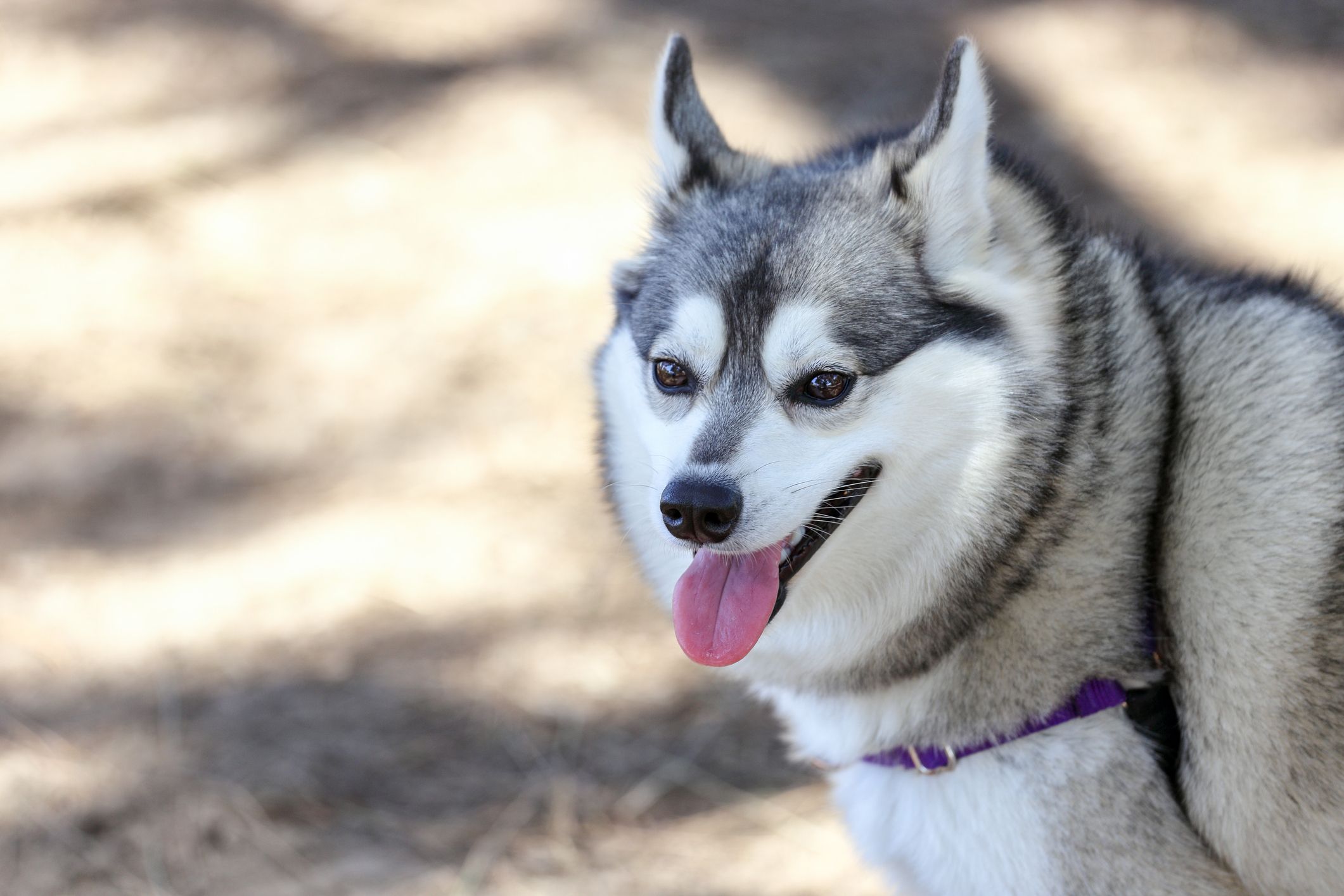 rare dog breeds that look like foxes