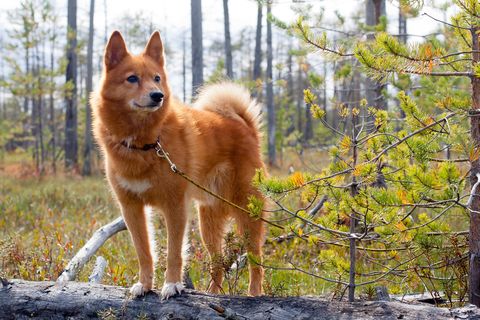 dogs that look like foxes - finnish spitz