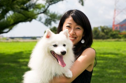 dogs that look like foxes - Japanese Spitz