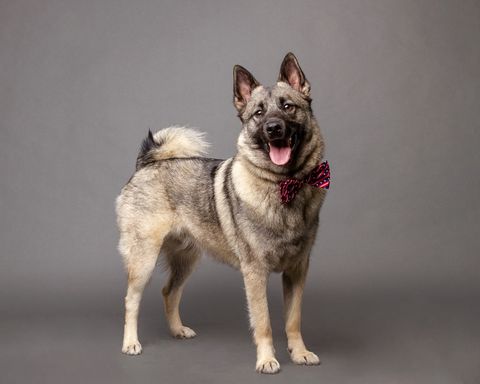 dogs that look like foxes - Norwegian Elkhound