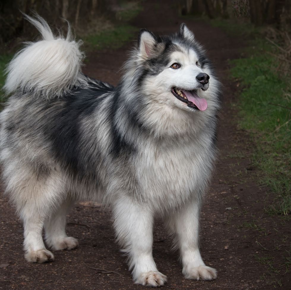 dogs that look like wolves - alaskan malamute
