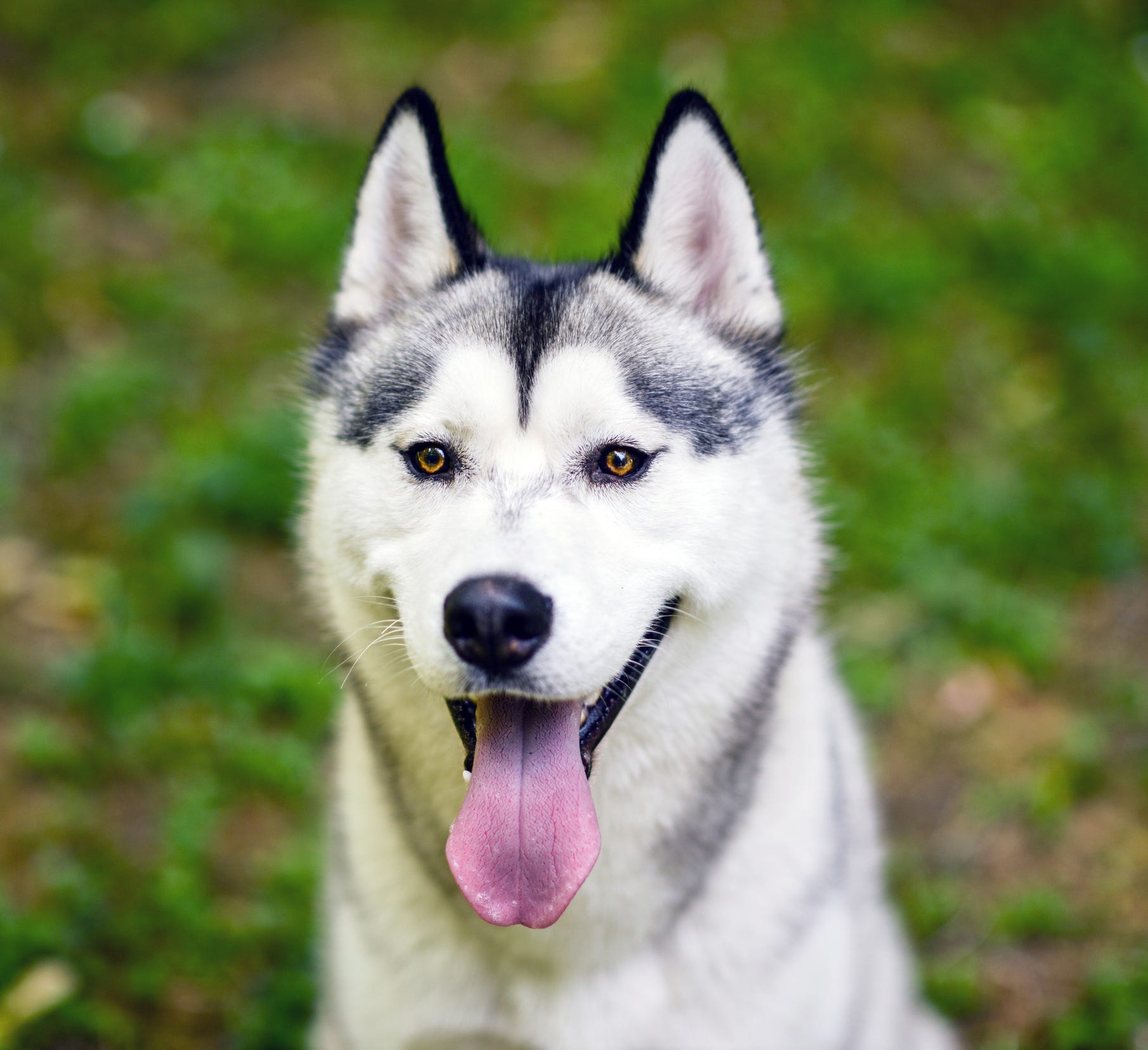 dogs that look like wolves with blue eyes