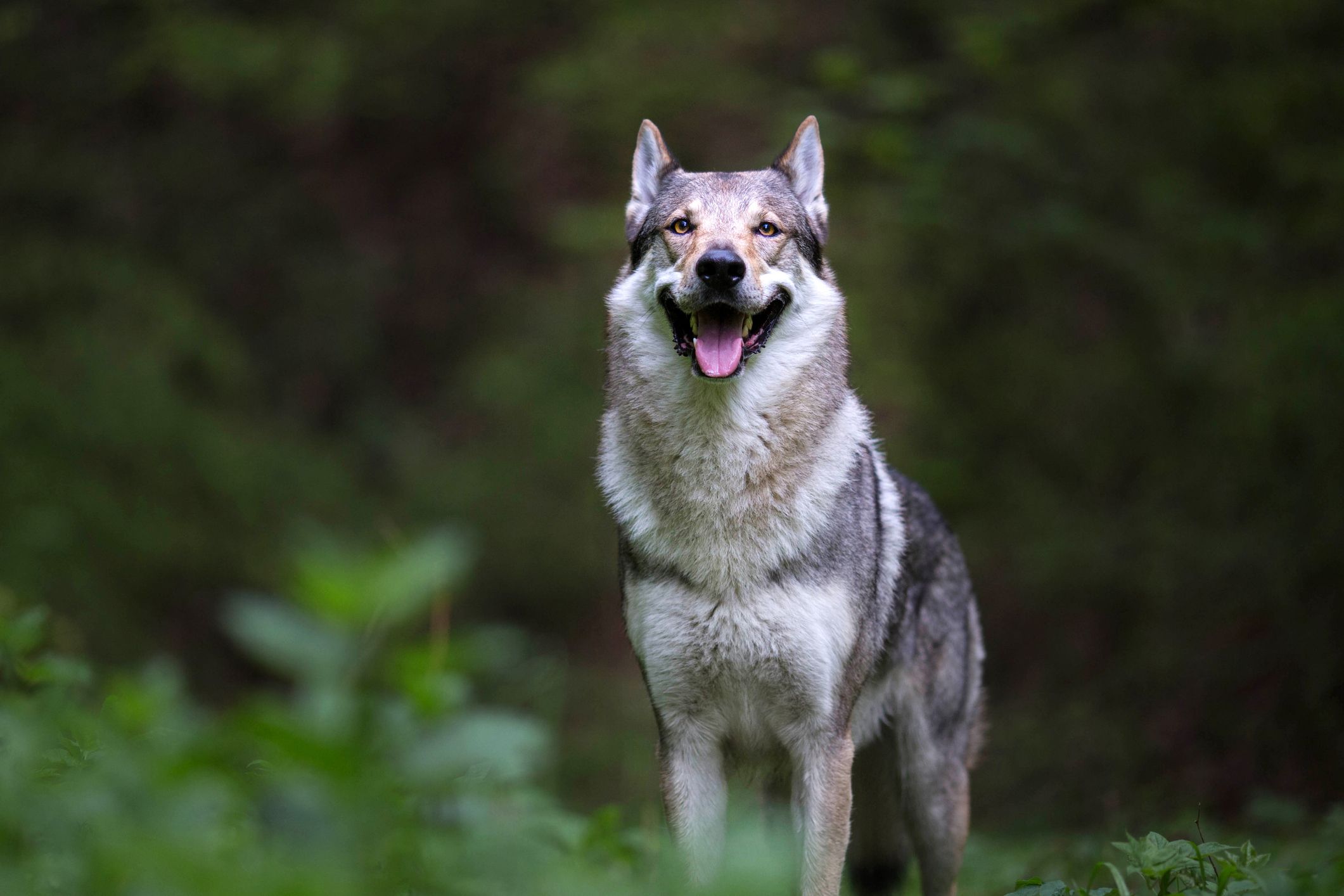 9 Dogs That Look Like Wolves Alaskan Malamute, Siberian Husky, and more