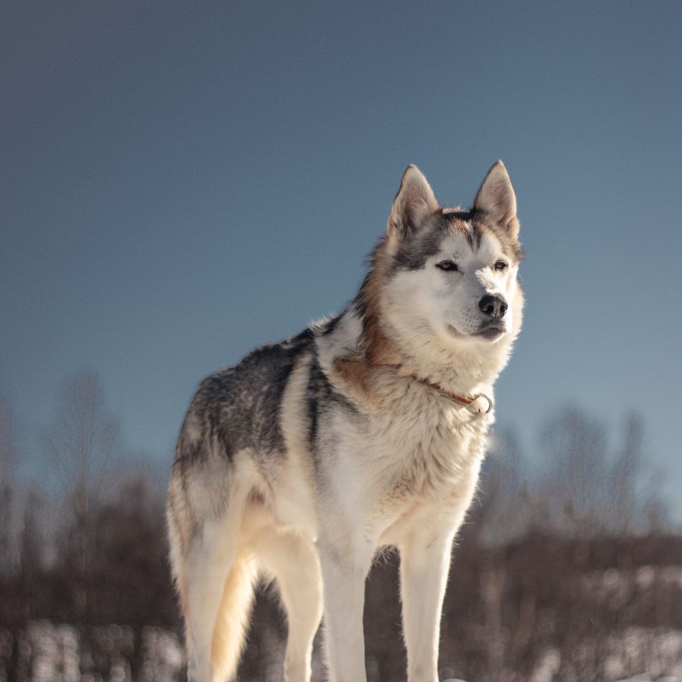dogs that look like wolves - siberian husky