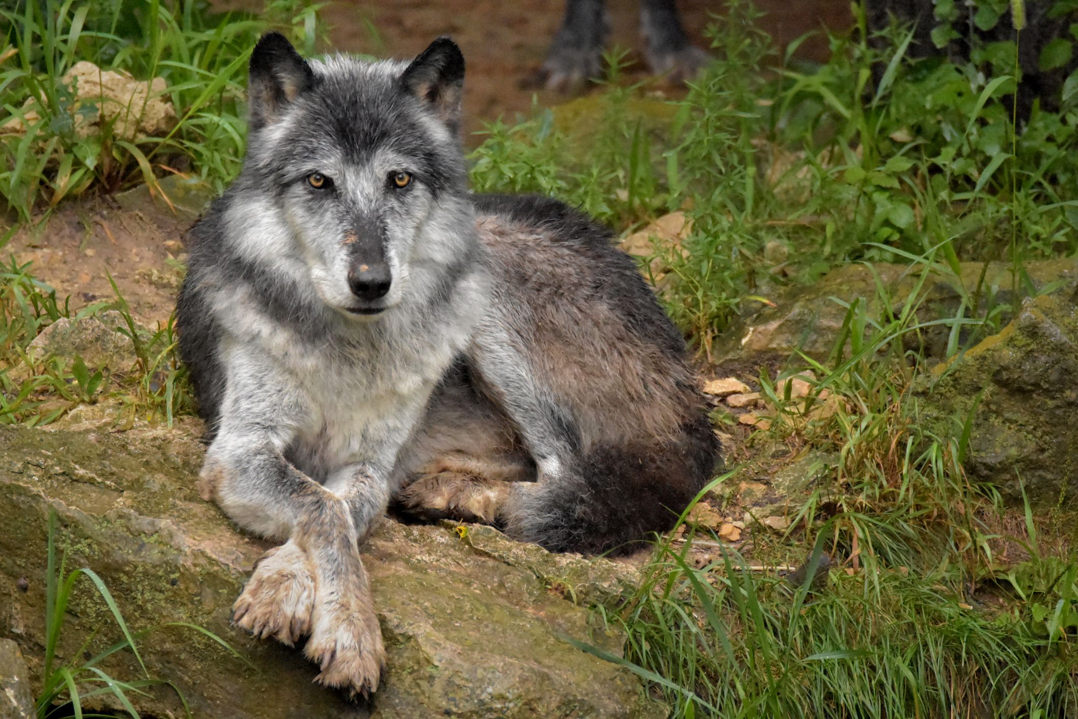 What Breed Of Dog Looks Most Like A Wolf